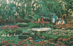 Poinsettia Display at Jewel Box at Forest Park - St Louis MO, Missouri