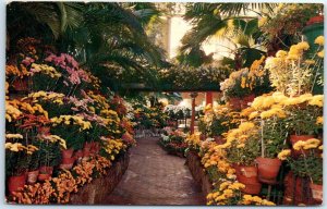 Postcard - Chrysanthemum Display, Jewel Box - Forest Park - St. Louis, Missouri