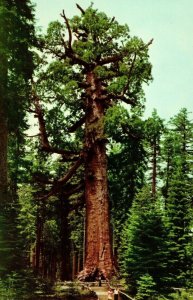 Vintage Yosemite The Grizzly Giant Tree Mariposa, CA Postcard F84