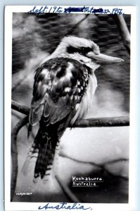 RPPC Kookaburra Bird  Australia 1956 Mowbray Series Postcard