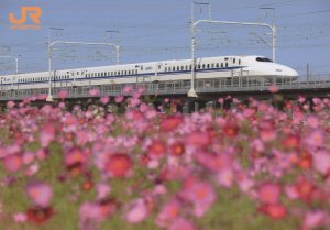 Shinkansen N700 Train At Cosmos Flowers Shiga Japan Postcard