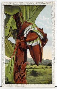 Banana Blossom and Fruit, Florida - Postcard