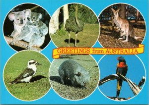 postcard Australia, NSW - Greetings from Australia - animal multiview