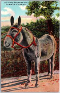Rocky Mountain Canary, Looking for a Tenderfoot, Burro, Donkey, Animal, Postcard