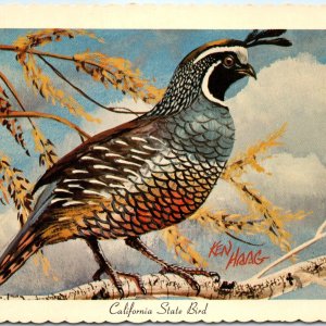 1966 CA California State Bird Valley Quail Plumage Ken Haag Painting Art PC A335