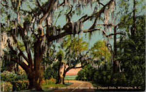 Vtg 1940s Scenic Drive of Spanish Moss Draped Oak Trees Wilmington NC Postcard