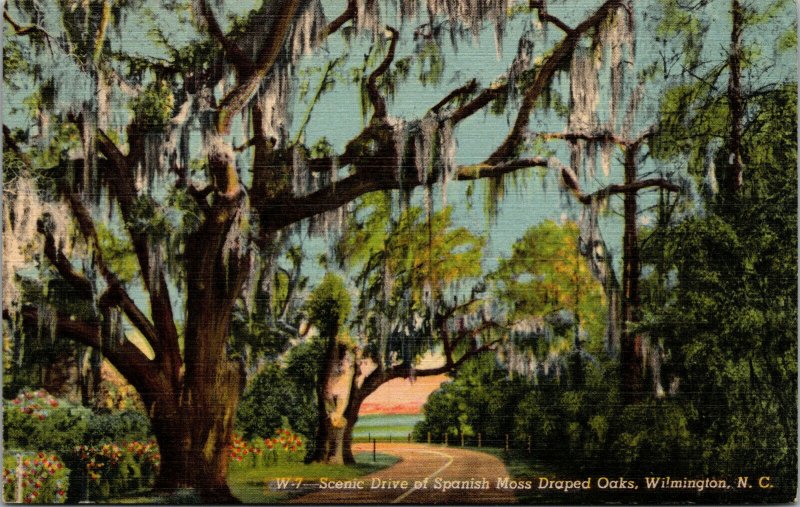 Vtg 1940s Scenic Drive of Spanish Moss Draped Oak Trees Wilmington NC Postcard