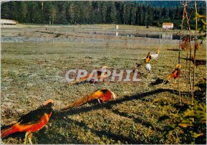 Postcard Modern �tival-Clairefontaine (Vosges) Beaulieu Plaisance Tourist C...