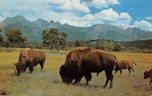 Buffalo or Bison Roam the Range Buffalo Unused 