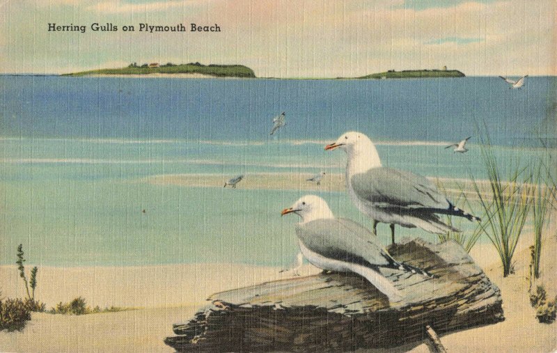 Postcard Herring Gulls On Plymouth Beach New England Museum Of Natural History