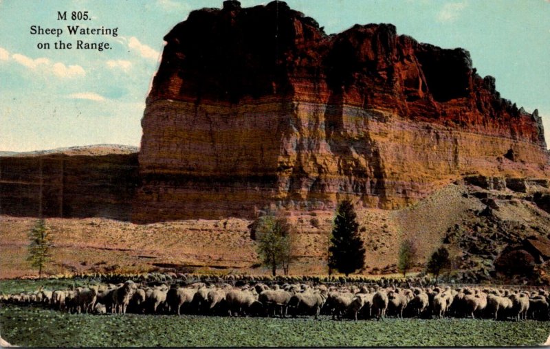 Sheep Watering On The Range 1913