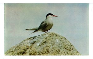 Birds - Arctic Tern