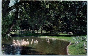 M-29585 Water birds African Swamp Zoological Park Detroit Michigan