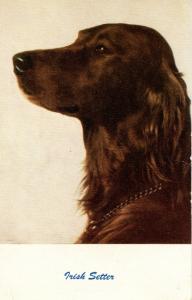 Dog -  Irish Setter