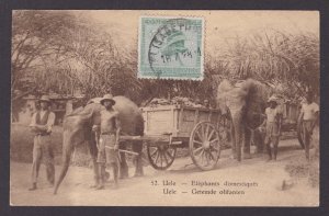 Postcard, BELGIAN CONGO, Uele, Domesticated Elephants