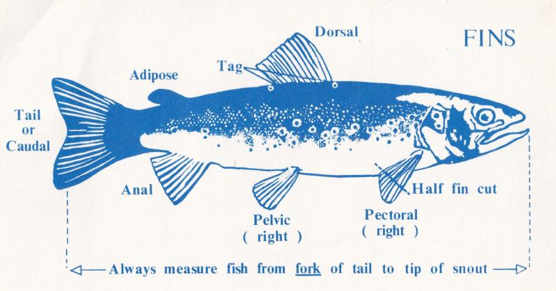 New Zealand Fishing Measuring Guide Wildlife Service Ephemera