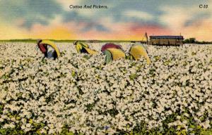 Cotton and Pickers