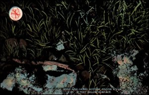 Moss and Grass Bottom Silver River,Silver Springs,FL