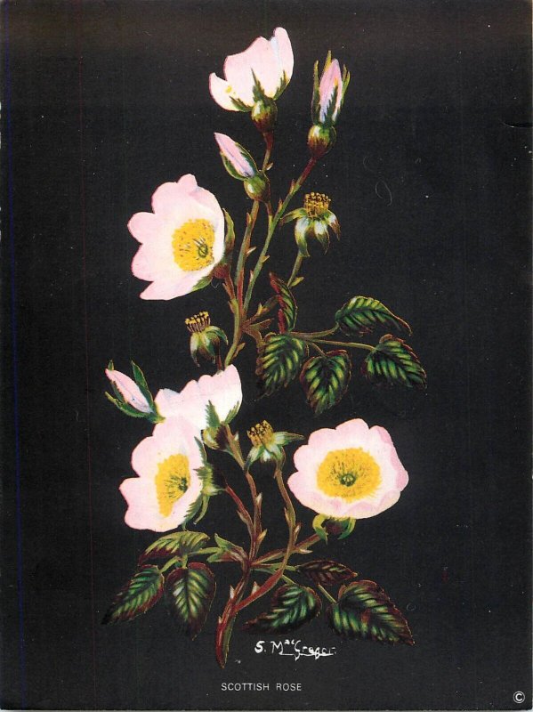 Set 12 artist postcards Wild Flowers by Sylvia MacGregor