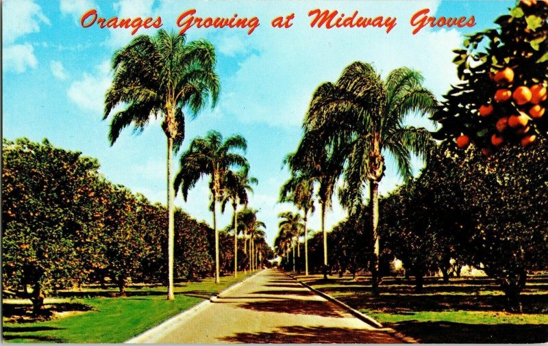 Oranges Growing Midway Groves Bradenton Sarasota Hwy 301 Florida Vtg Postcard