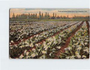 Postcard Field of Calla Lilies California USA