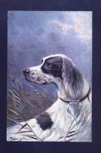 3000084 ENGLISH SETTER on Hunt by MULLER vintage