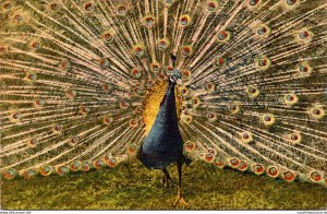 Birds Beautiful Peacock