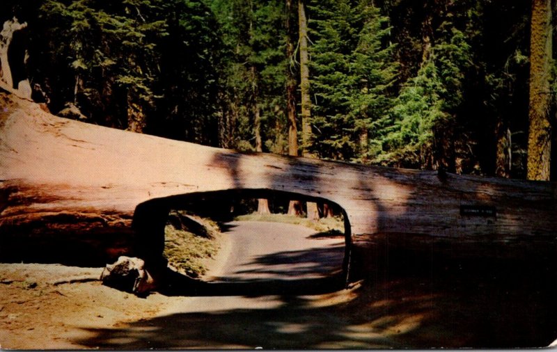 California Sequoia National Park Unusual Tunnel Lg 1967