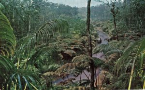 VINTAGE POSTCARD FERN FOREST AT HAWAIIAN NATIONAL FOREST MAILED 1959