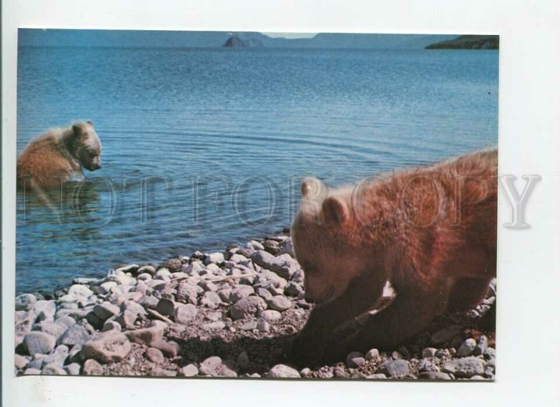449188 Russia brown bears are owners of taiga lake photo Muravina postcard