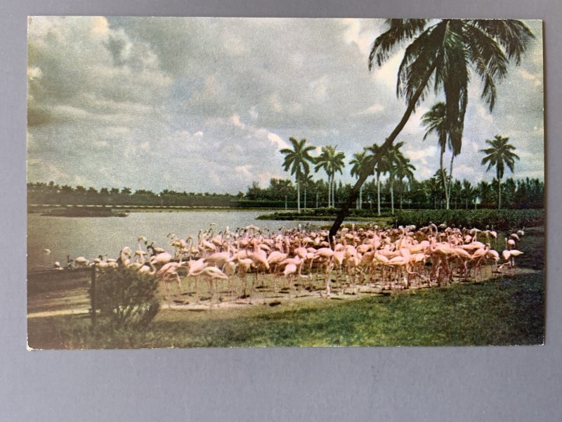 Flamingos Hialeah Race Course Hialeah FL Chrome Postcard A1176085248