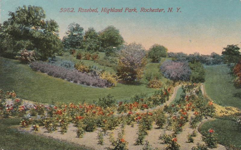 Rosebed at Highland Park - Rochester, New York - DB