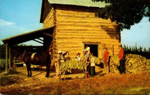 Stringing Tobacco At Harvest Time