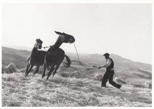 Gotthard Schuh Sicile Horse Lassoo Farmer Real Photo Postcard