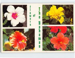 Postcard Flowers of The Bahamas