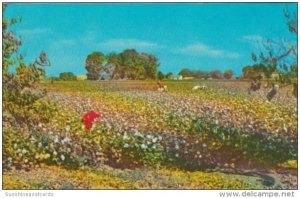 Cotton Field In The Sunny South