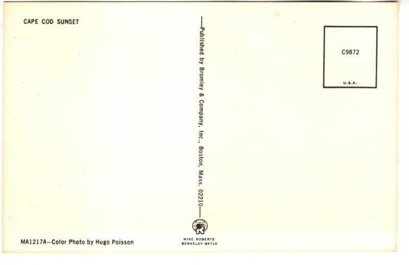 Trees at Sunset, Cape Cod  Massachusetts