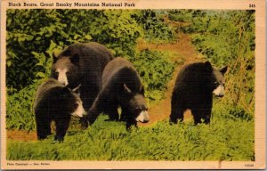 North Carolina Smoky Mountains Black Bears 1947