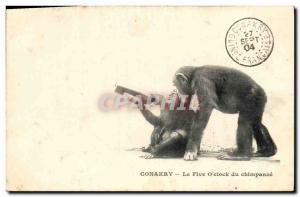 Old Postcard Monkey Guinea Conakry The Five O & # 39clock the chimpanzee