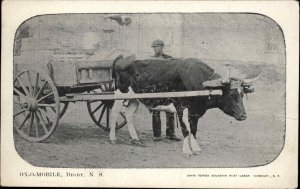 Digby Nova Scotia NS Ox and Wagon w/Handler 1900s-20s Postcard
