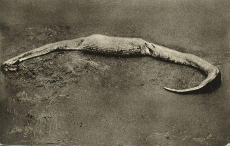 rhodesia, Victoria Falls, Python Snake found dead after Swallowing Stembuck 1930