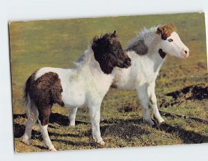 Postcard Shetland Ponies Shetland Islands Scotland