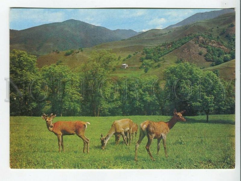 463818 USSR 1979 year Armenia Dilijan deer reserve postcard POSTAL stationery