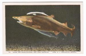 Shark & Suckers New York City Aquarium 1920c postcard