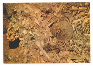 Italy Grotto Toirano Bear Cemetery Cave Fossils Postcard 4X6