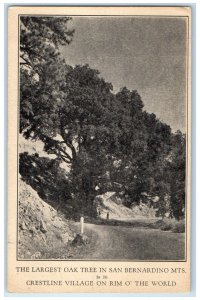 1935 Largest Oak Tree in San Bernardino Mountains Crestline CA Postcard