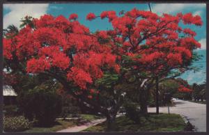 Royal Poinciana Trees Postcard