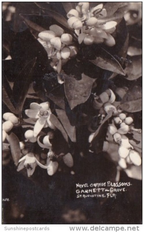 Navel Orange Blossoms Garnett Grove St Augustine Florida Real Photo