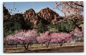 SEDONA, AZ Arizona ~ CALL of the CANYON LODGE Peach Orchard c1950s Postcard