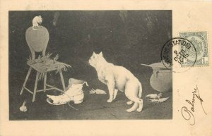 Undiv. Back Postcard White Cat Stalks Rat on the Back of a Chair, Posted Belgium